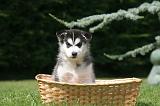 SIBERIAN HUSKY 1006